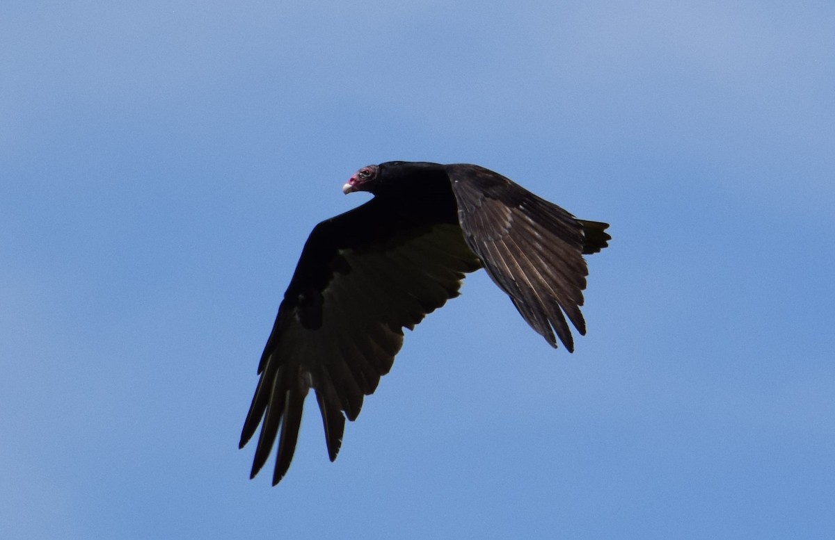 Turkey Vulture - Nestor Herrera