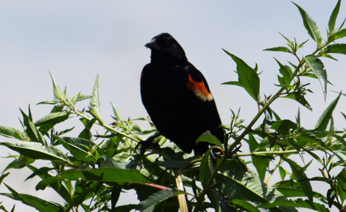 Red-winged Blackbird - Nestor Herrera