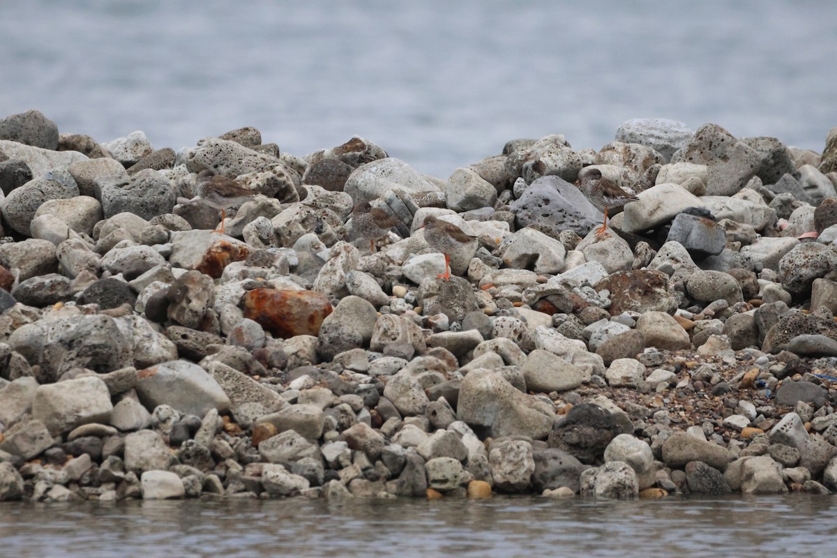 Common Redshank - Gareth Bowes