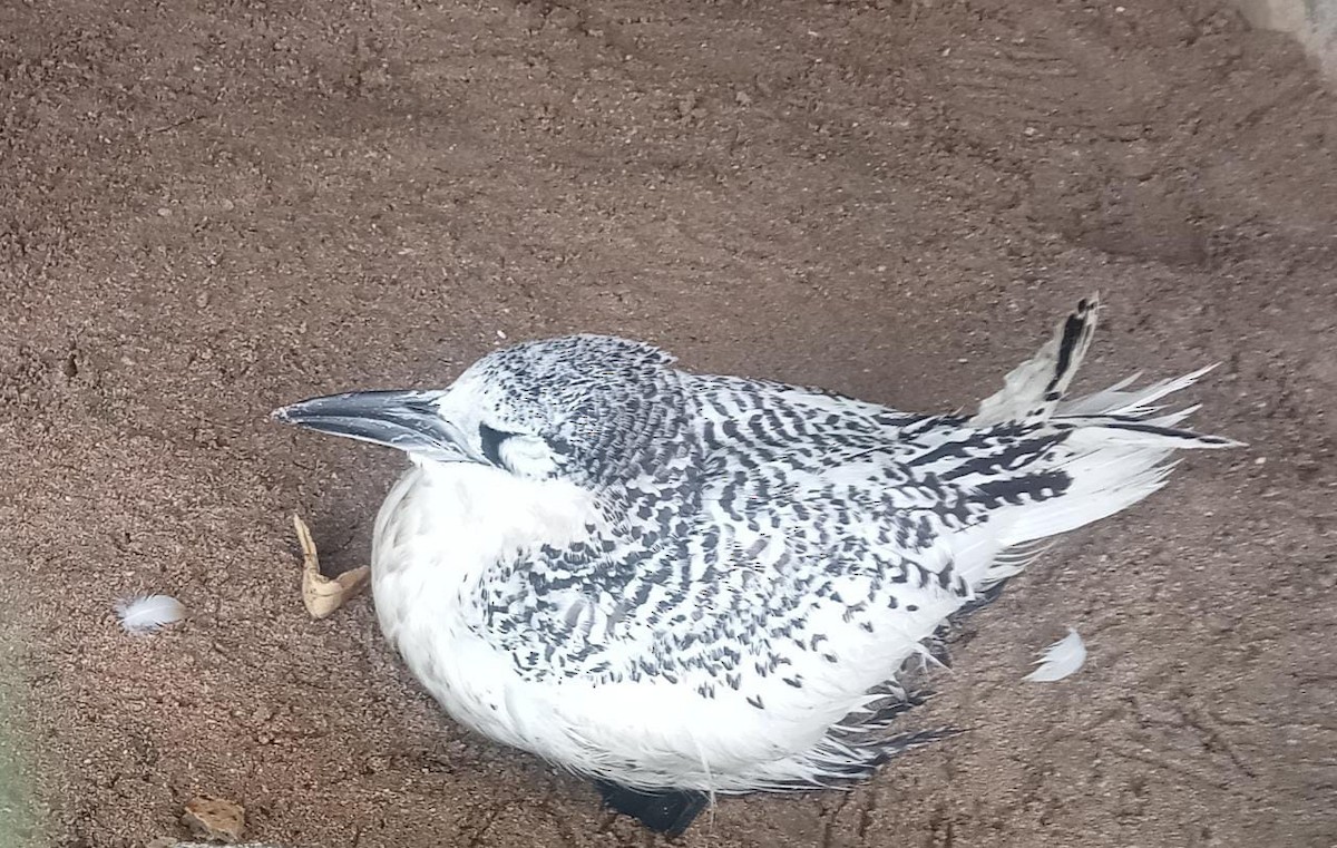 紅尾熱帶鳥 - ML596990451