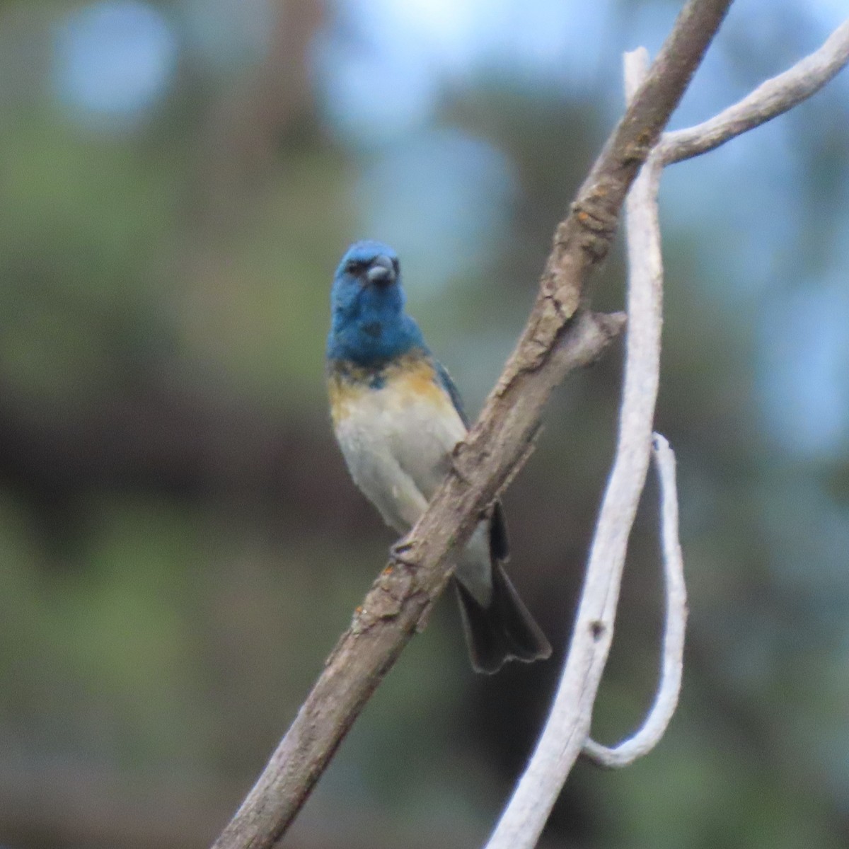 Lazuli Bunting - ML596990621