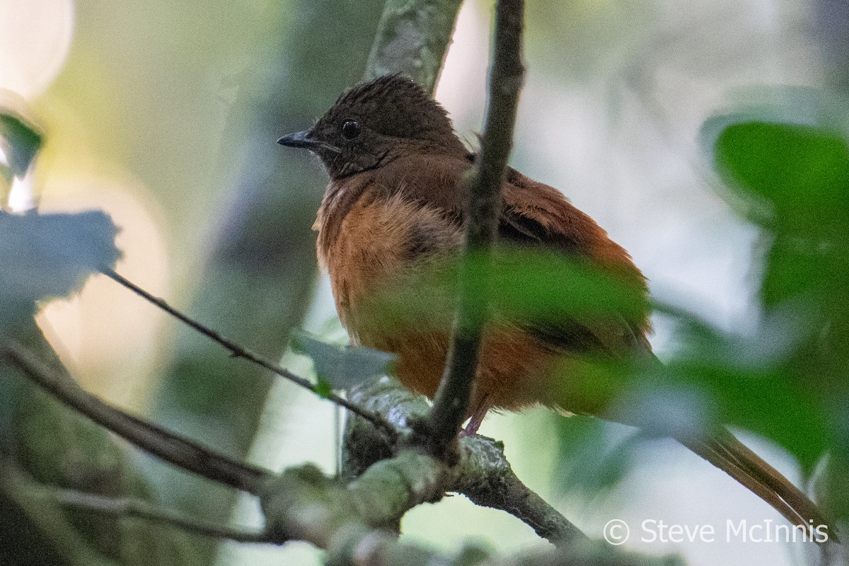 Rufous Flycatcher-Thrush - Steve McInnis