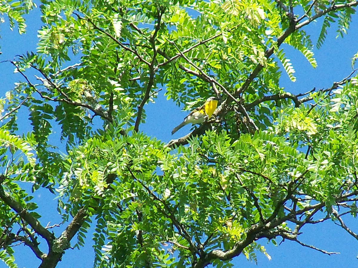 lesníček žlutoprsý - ML59699251