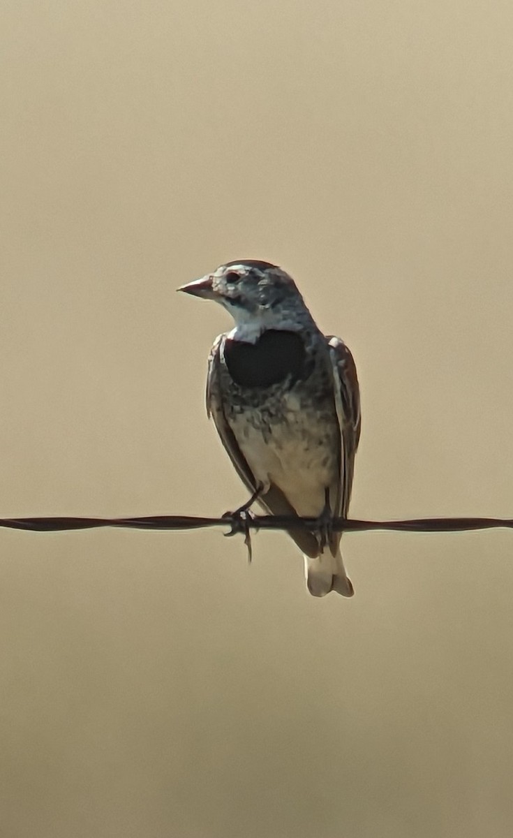 Thick-billed Longspur - ML596993701