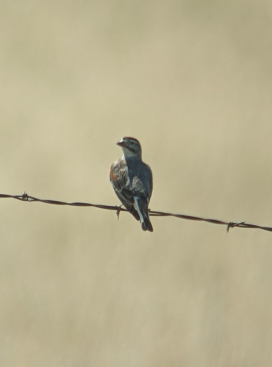 Thick-billed Longspur - ML596993731