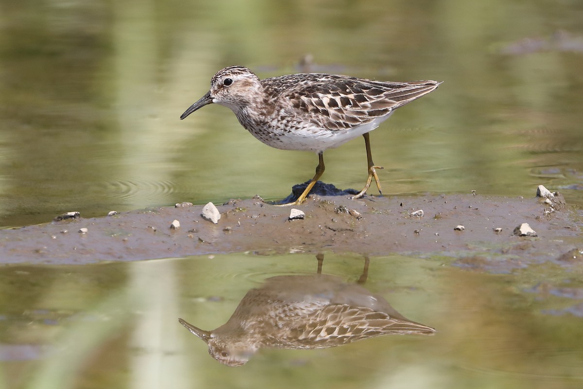 Least Sandpiper - ML596994371