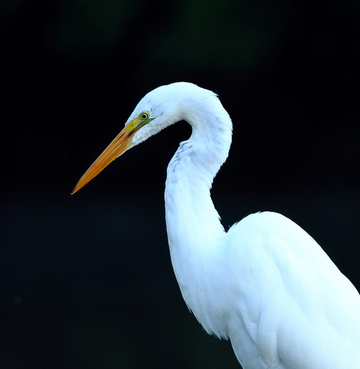 Great Egret - ML596994461