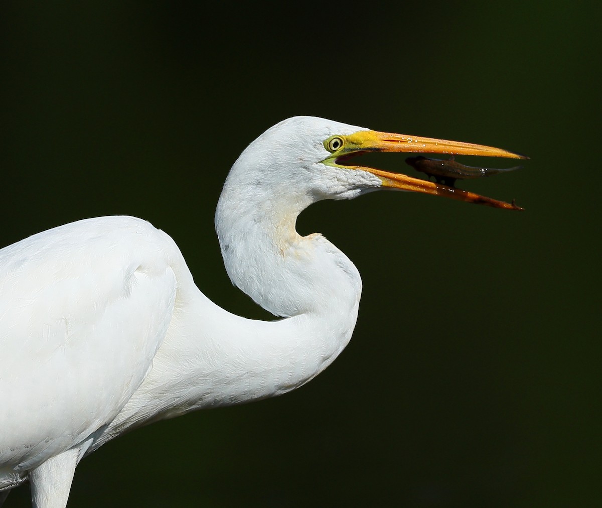 Great Egret - ML596994471