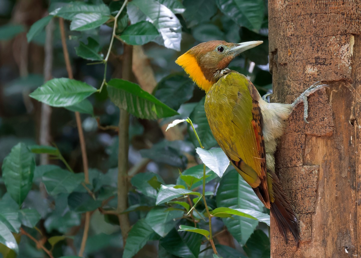 Greater Yellownape - Ayuwat Jearwattanakanok