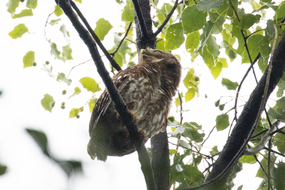 Asian Barred Owlet - ML596995301