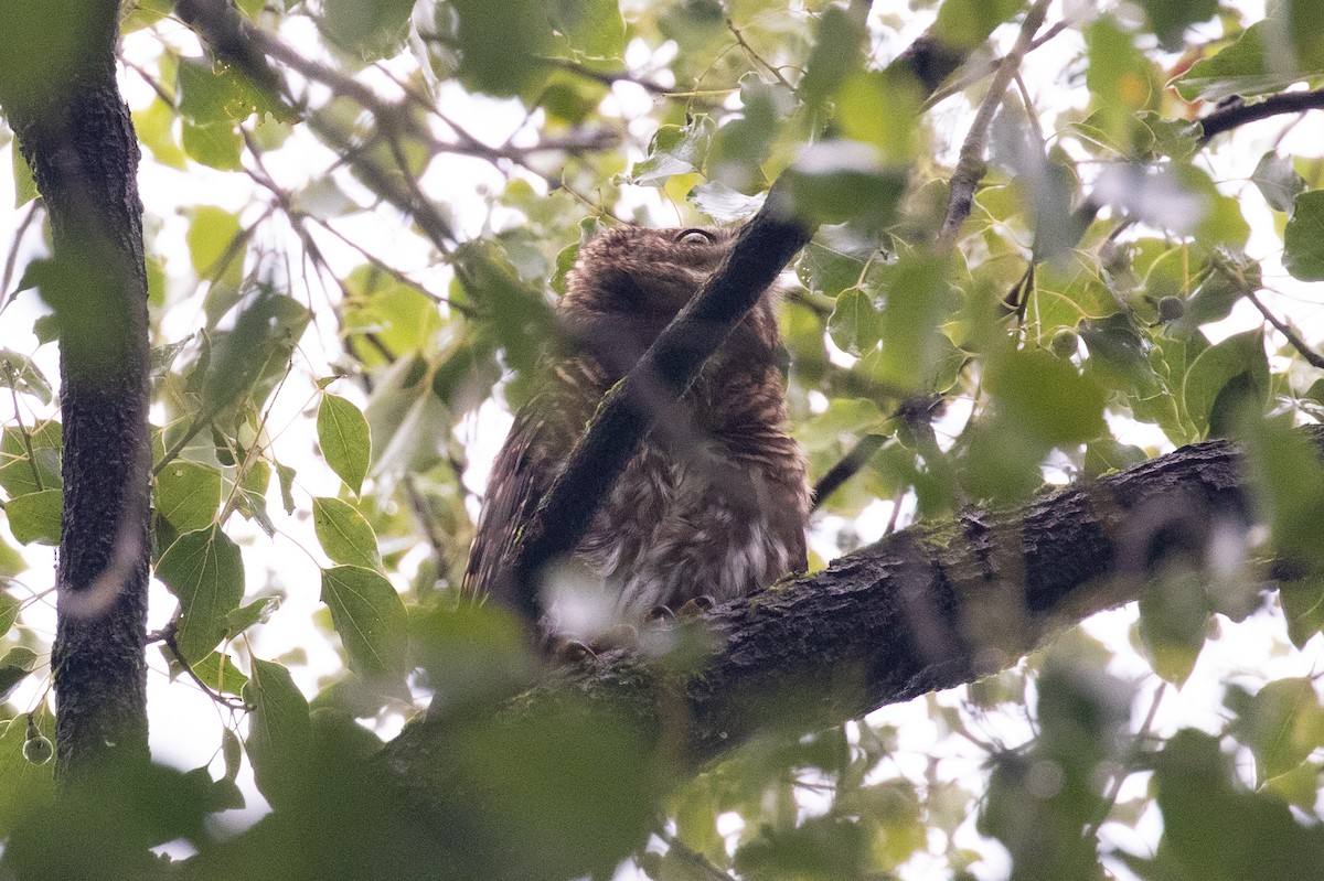 Asian Barred Owlet - ML596995311