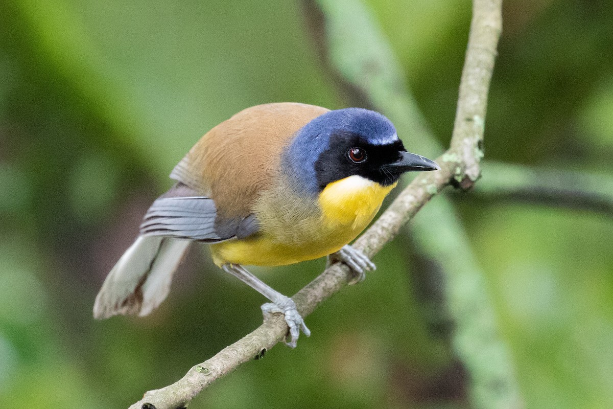 Blue-crowned Laughingthrush - Xiaoni Xu