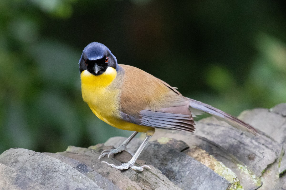 Blue-crowned Laughingthrush - Xiaoni Xu