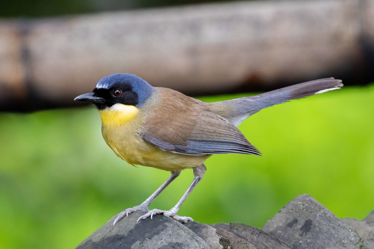 Blue-crowned Laughingthrush - Xiaoni Xu