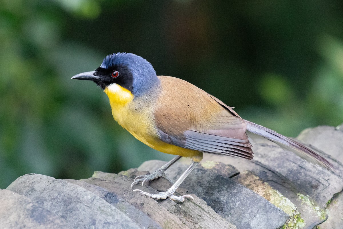 Blue-crowned Laughingthrush - Xiaoni Xu