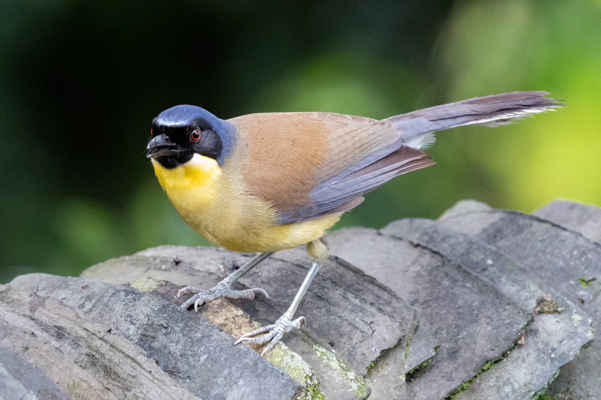 Blue-crowned Laughingthrush - Xiaoni Xu