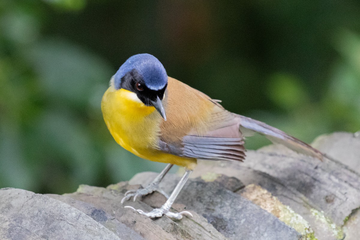 Blue-crowned Laughingthrush - Xiaoni Xu