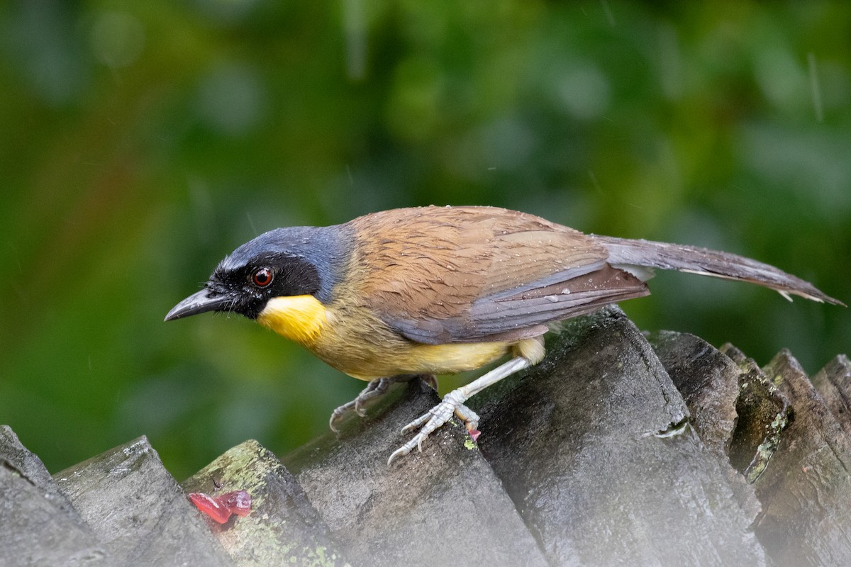 Blue-crowned Laughingthrush - Xiaoni Xu