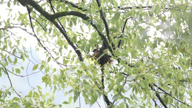 Blue-crowned Laughingthrush - ML596995801