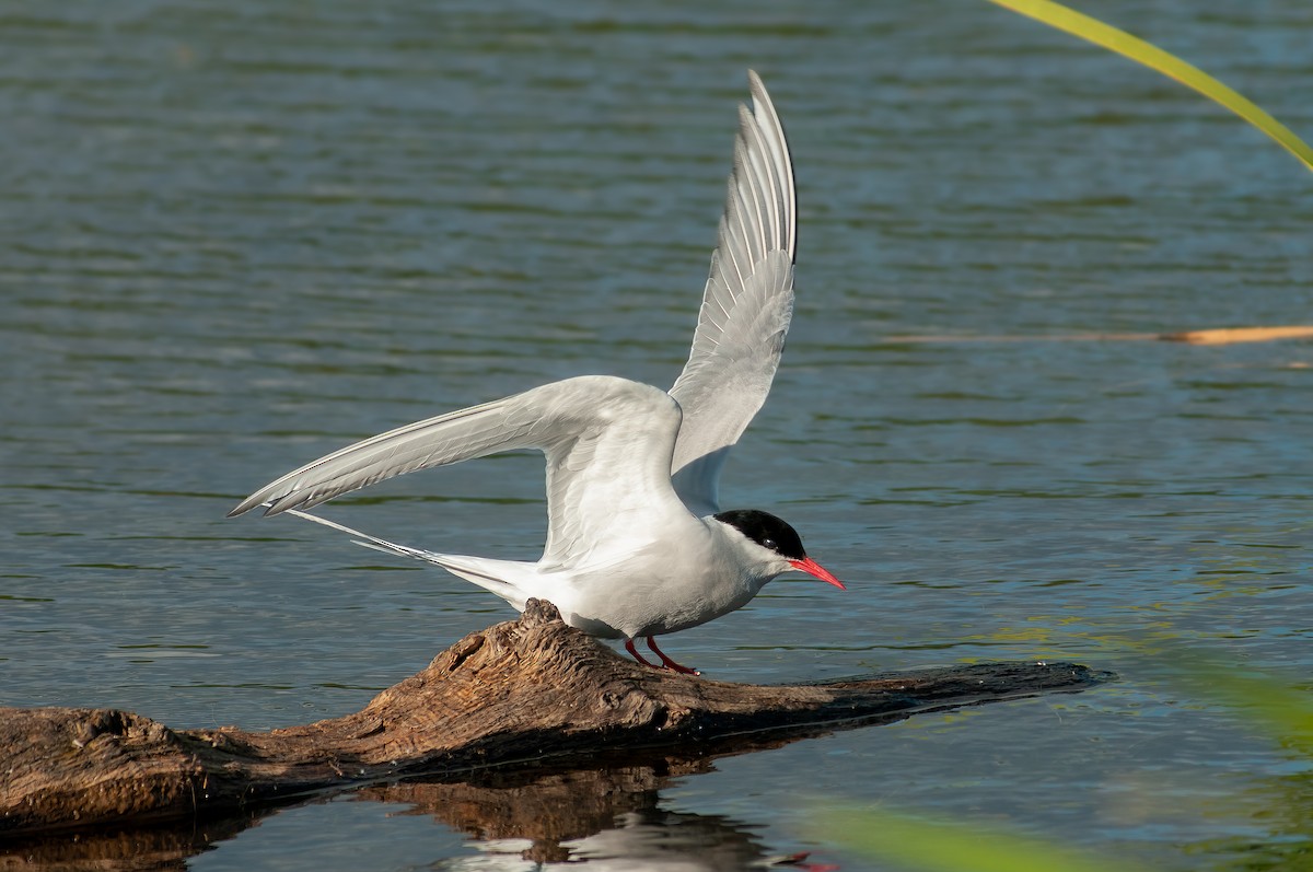 Arctic Tern - Giuseppe Citino