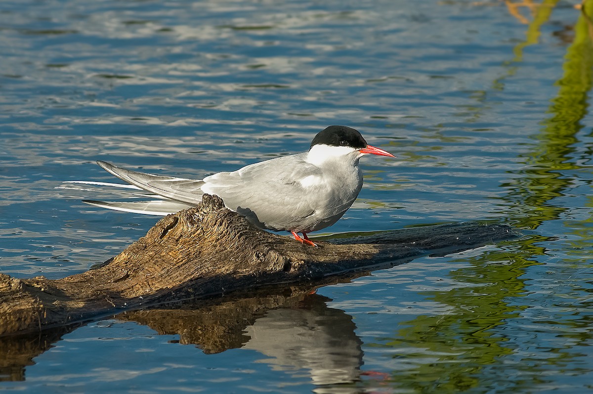 Arctic Tern - Giuseppe Citino