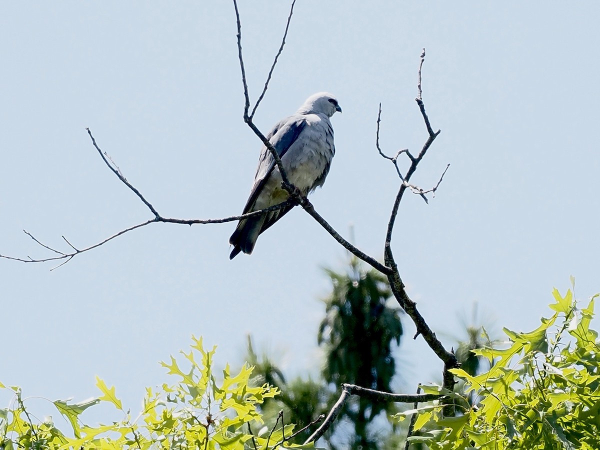 Mississippi Kite - ML596997971
