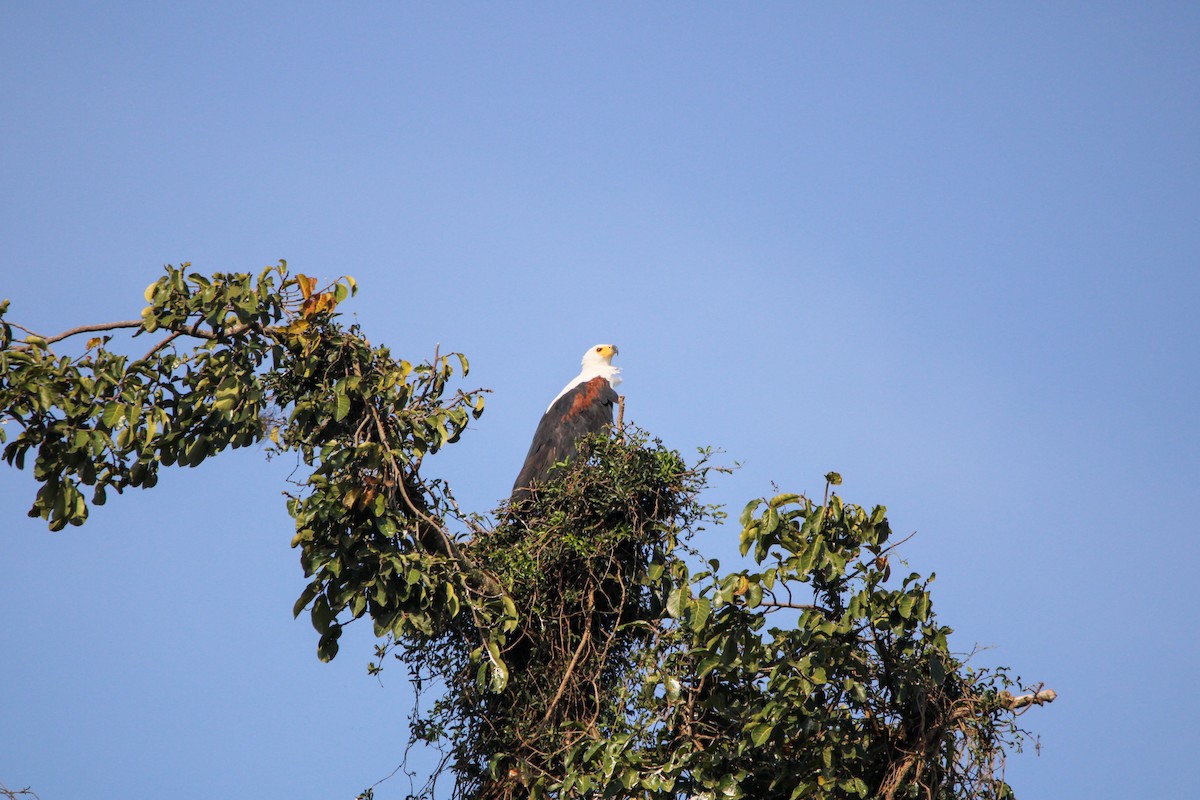 African Fish-Eagle - Sam Lievense