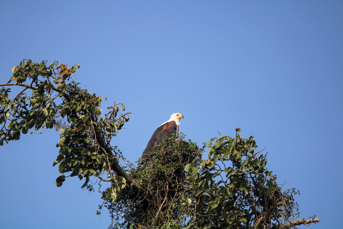 African Fish-Eagle - Sam Lievense