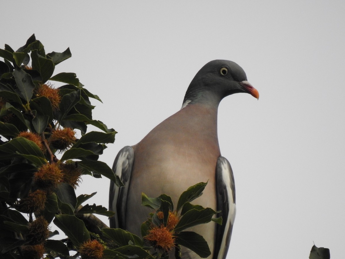 Common Wood-Pigeon - ML597000001
