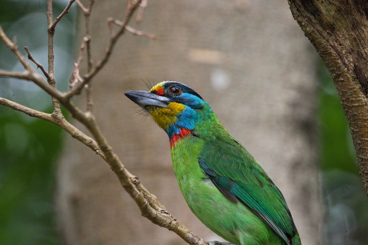 Taiwan Barbet - Sam Lievense