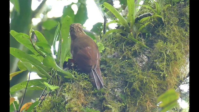 Strong-billed Woodcreeper - ML597002711