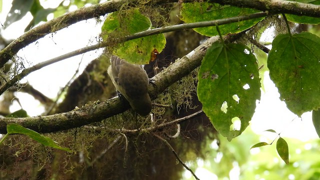 Woodpecker Finch - ML597003681