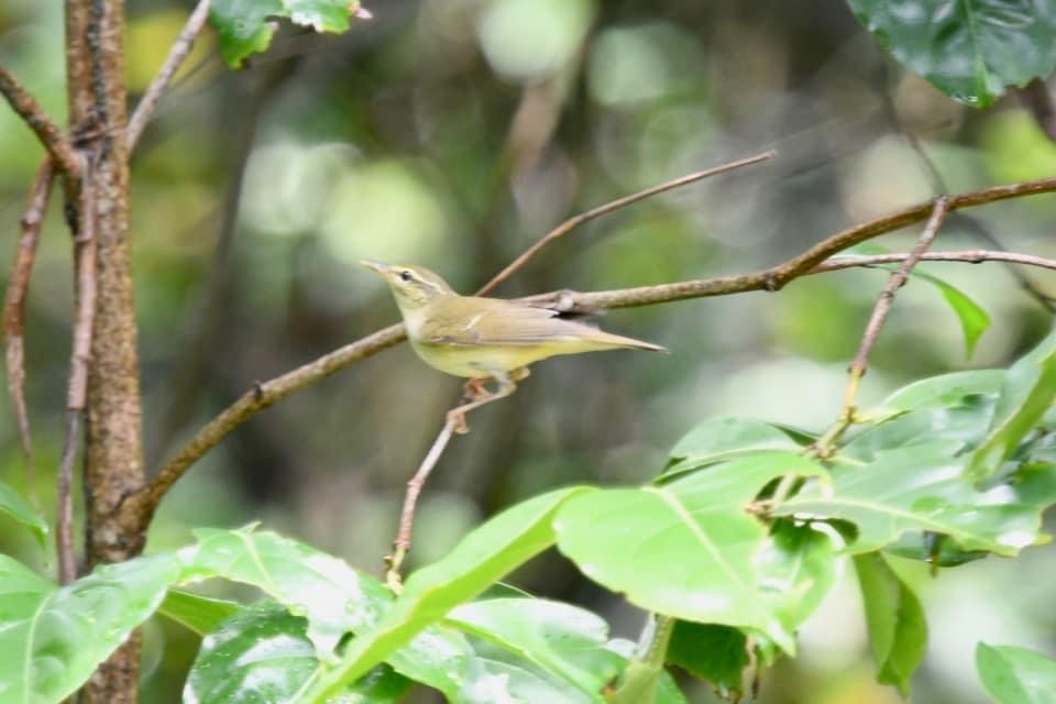 Japanese Leaf Warbler - ML597004201