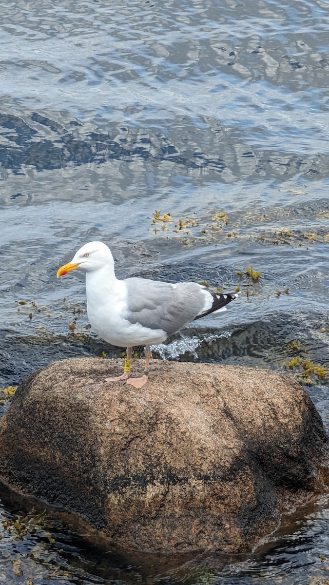 Herring Gull - ML597004441