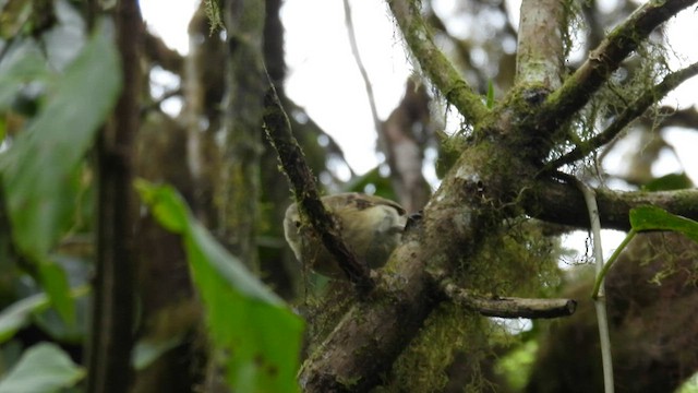 Woodpecker Finch - ML597005041