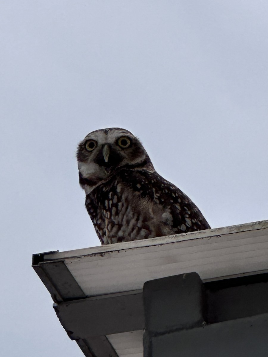 Burrowing Owl - ML597005461