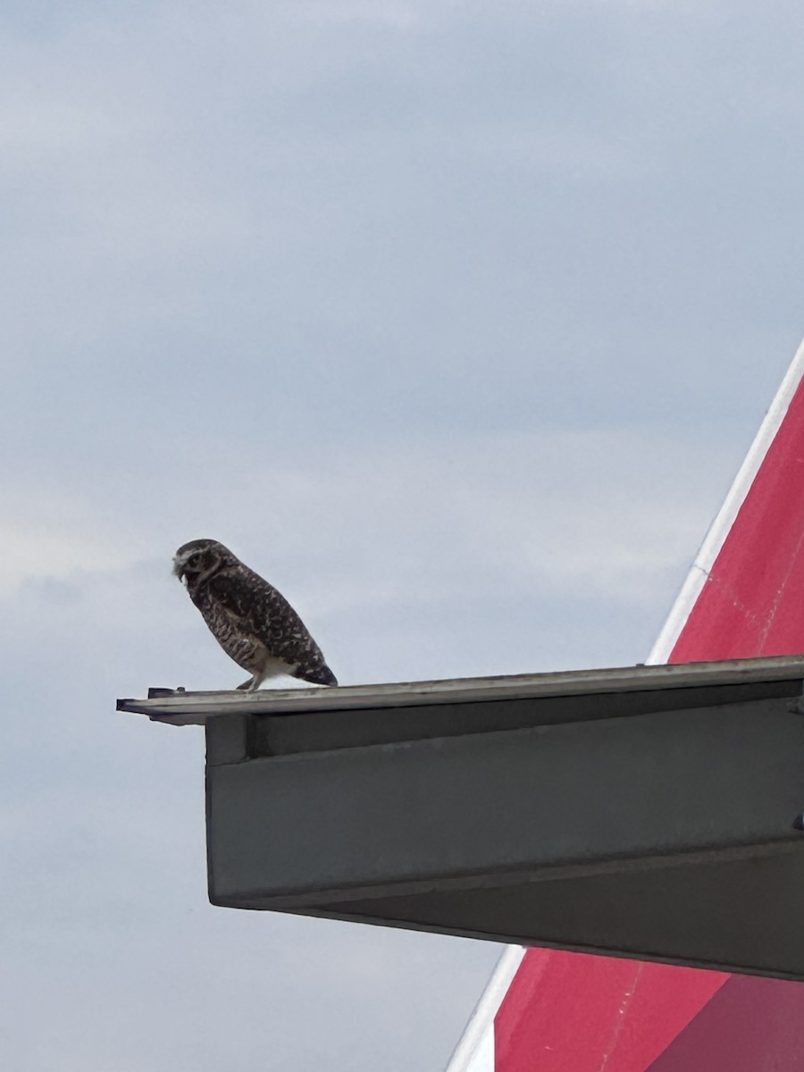 Burrowing Owl - ML597005481