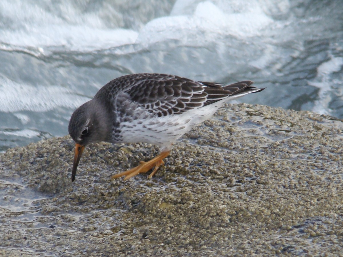 Purple Sandpiper - Christian Feldt