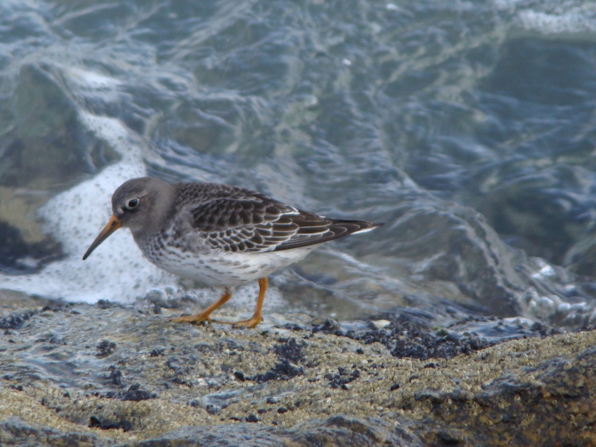 Purple Sandpiper - Christian Feldt