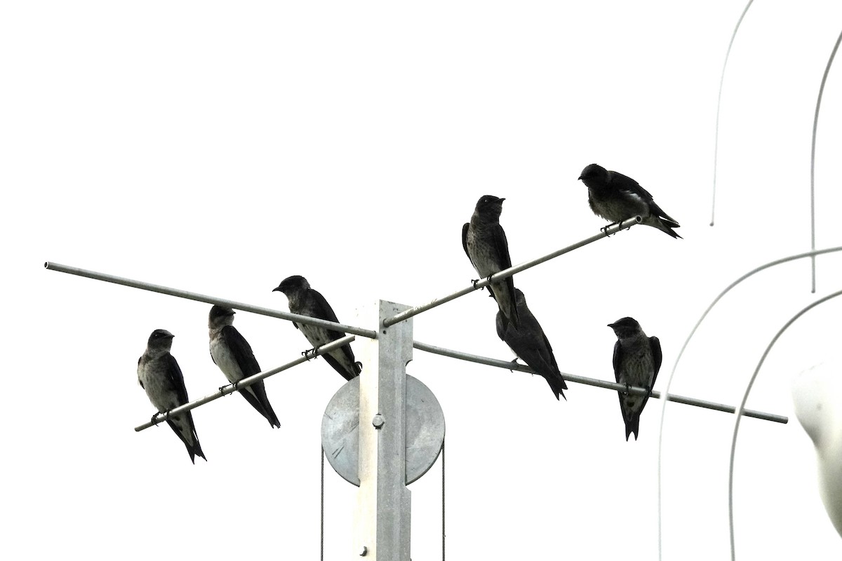 Purple Martin - ML597006481