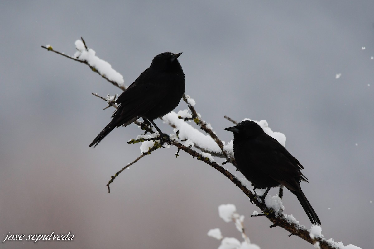 patagoniatrupial - ML597007591