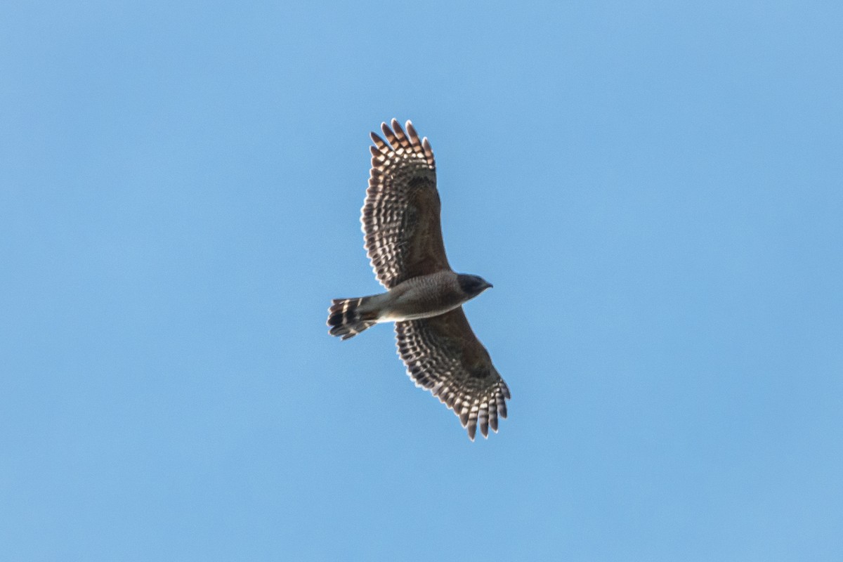 Red-shouldered Hawk - ML597008031