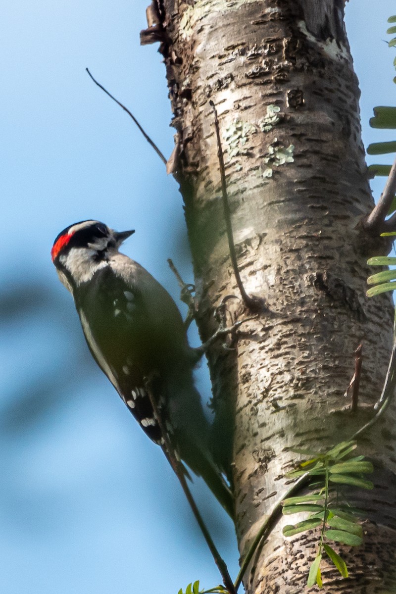 Downy Woodpecker - ML597008081