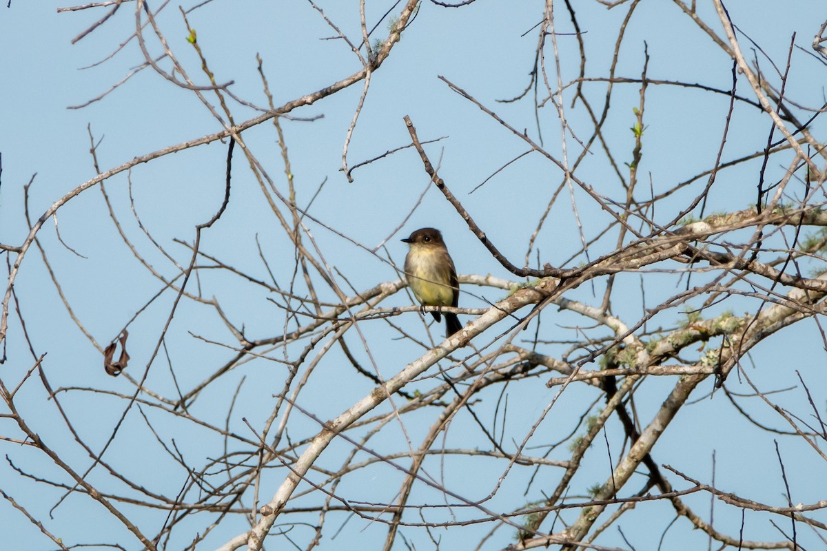 Eastern Phoebe - ML597008111