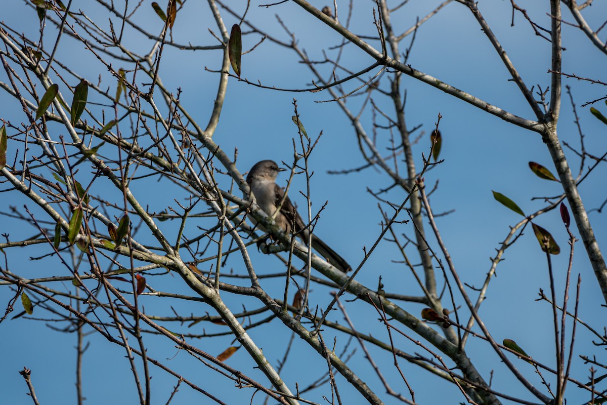 Northern Mockingbird - ML597008151