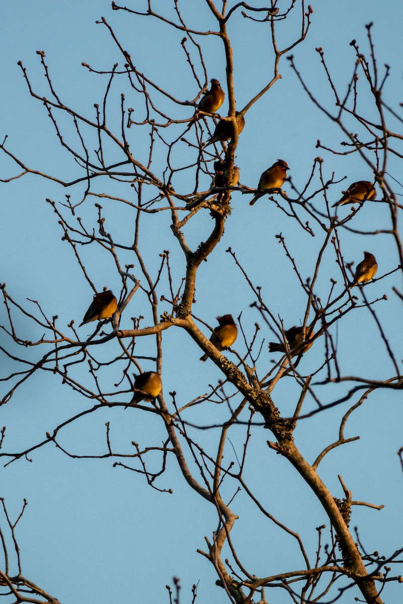 Cedar Waxwing - ML597008301