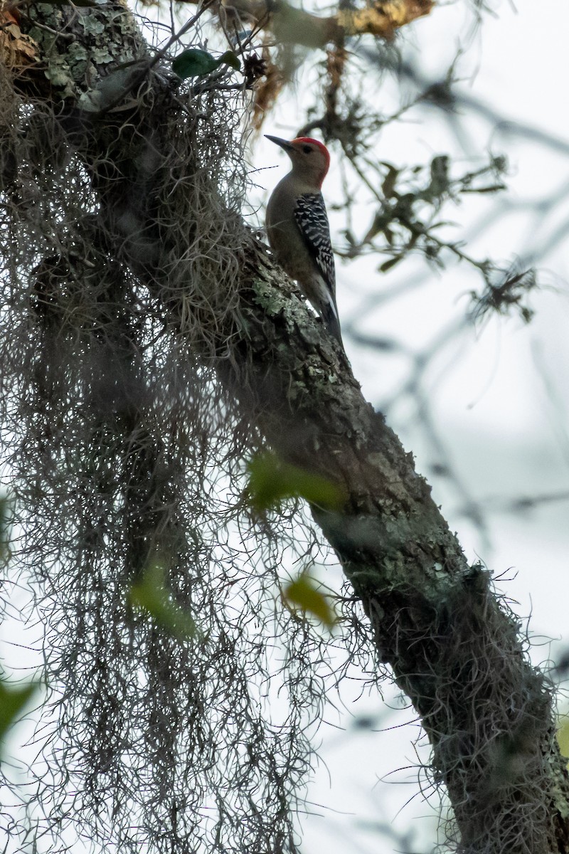 Red-bellied Woodpecker - ML597008371