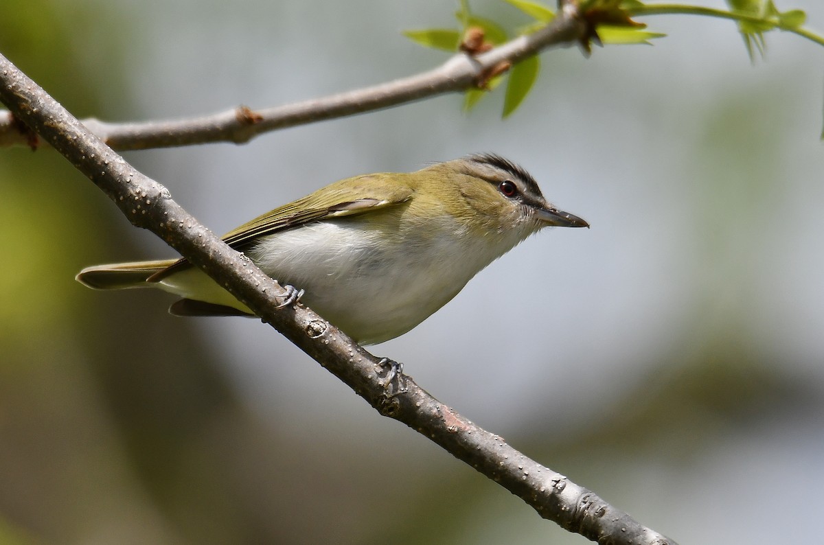 Viréo aux yeux rouges - ML59700901