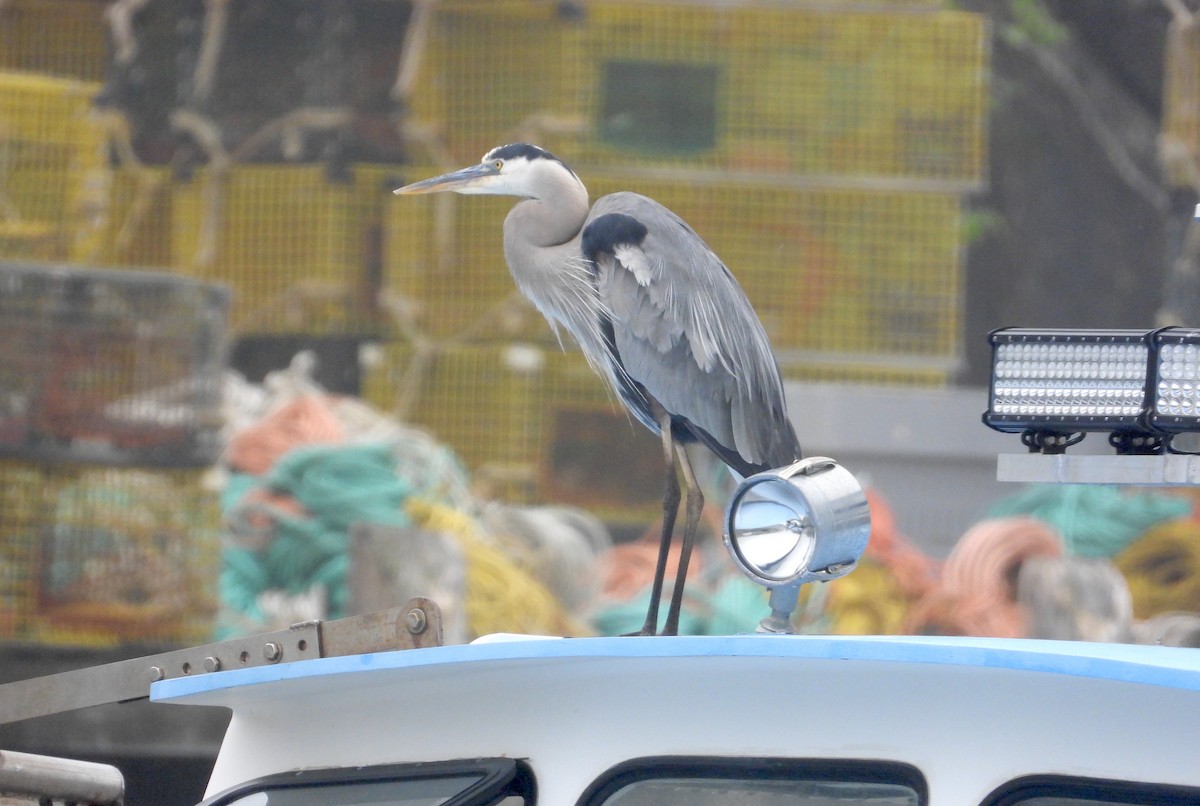 Great Blue Heron - ML597010191