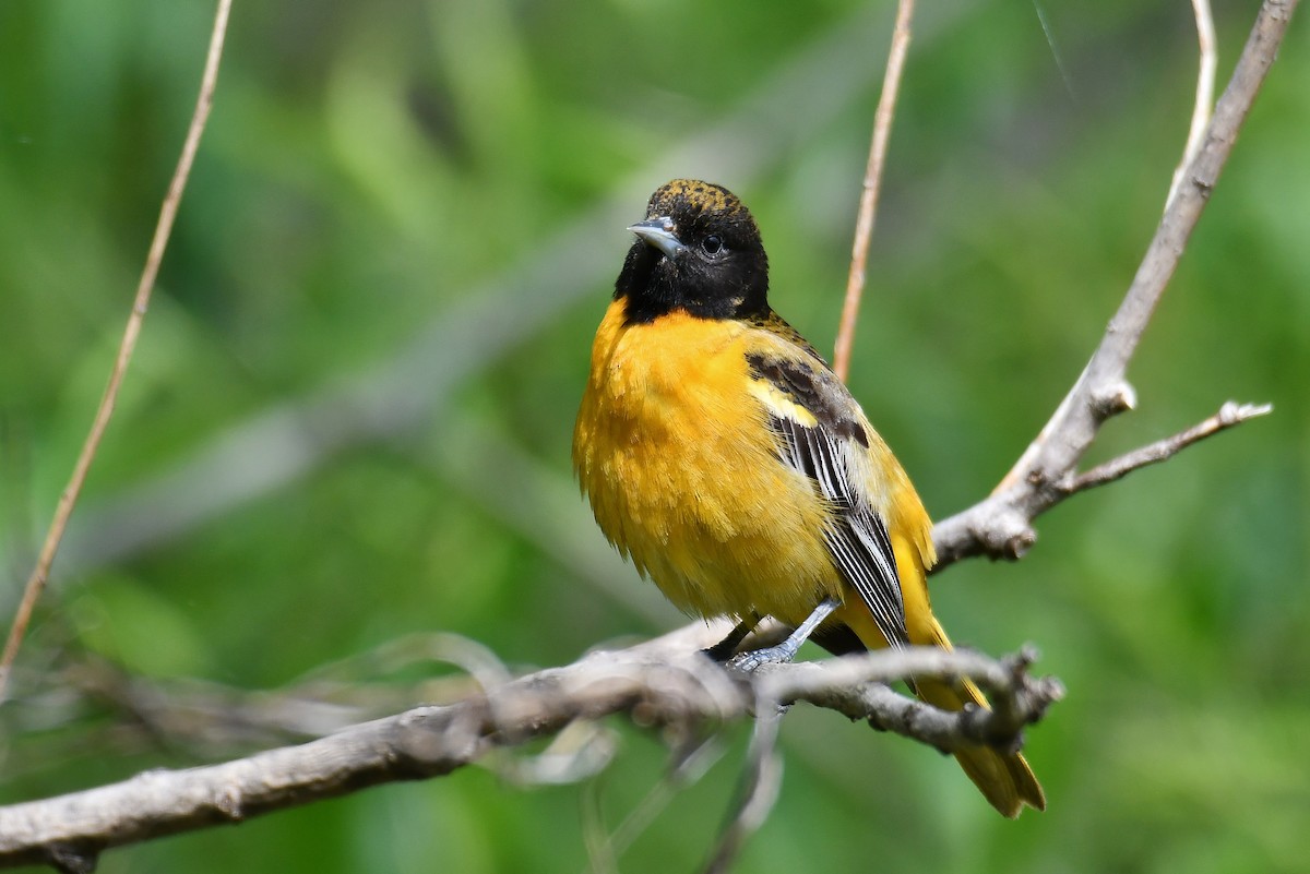 Baltimore Oriole - André Lanouette